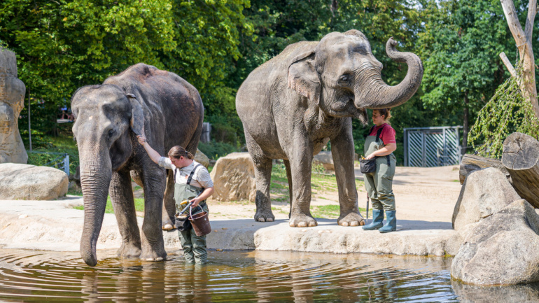 Zoo Praha, slon