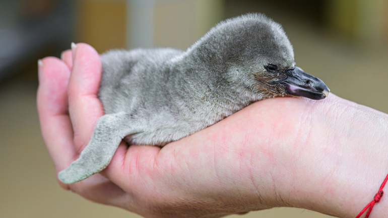 Zoo Praha, tučňák