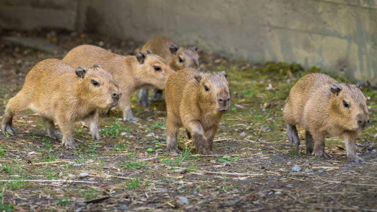Zoo Praha, Kapybara