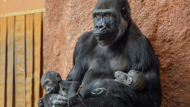Zoo Praha, gorila Duni