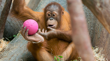 Zoo Praha, orangutan