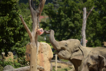 Zoo Praha, slon