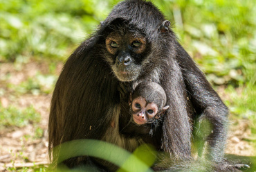 Zoo Praha