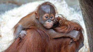 Zoo Praha