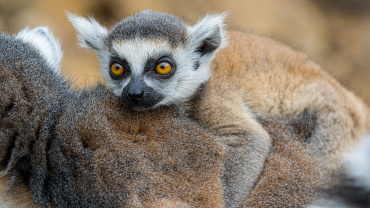 Zoo Praha