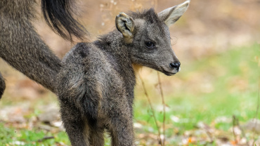 ZOO Praha