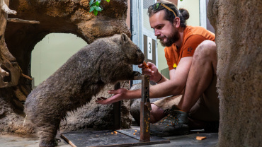 ZOO Praha, vombat