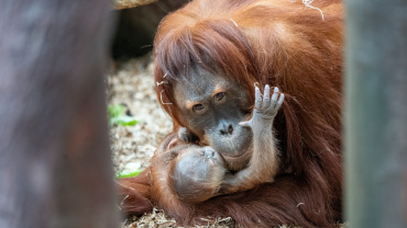 Zoo Praha