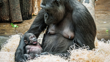 Zoo Praha, gorila