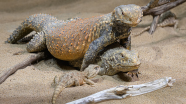 Zoo Praha