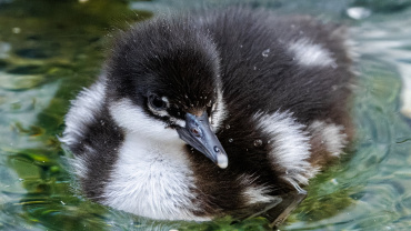 Zoo Praha, kachna