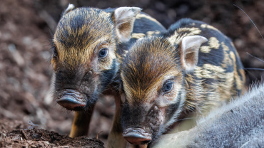Zoo Praha, štětkoun obecný