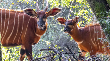 Zoo Praha, Bongo