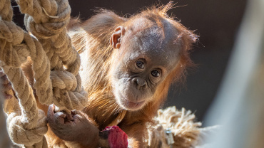 Zoo Praha. orangutan