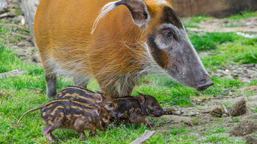 Zoo Praha, štětkoun africký