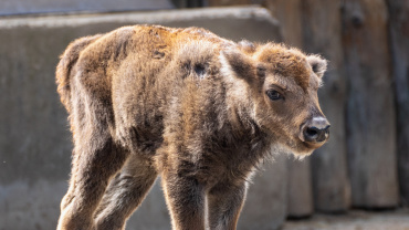 Zoo Praha, zubr
