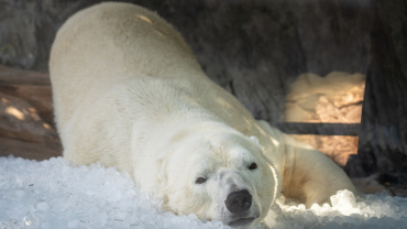 Zoo Praha, lední medvěd