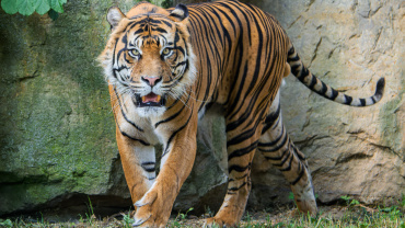 Zoo Praha, tygr sumaterský