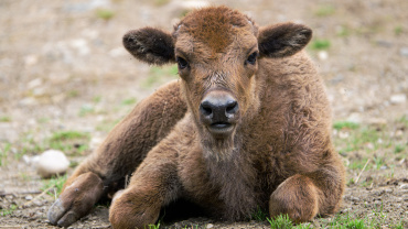 Zoo Praha, Zubr