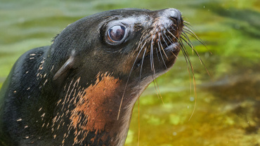 Zoo Praha, lachtan