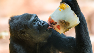 Zoo Praha