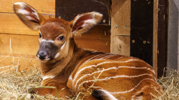 Zoo Praha, antilopa