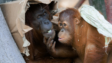 Zoo Praha, orangutan