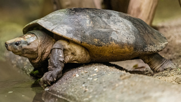 Zoo Praha, želva