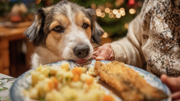 Pojišťovna Direct, Vánoce