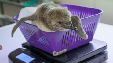 Zoo Praha, tučňák