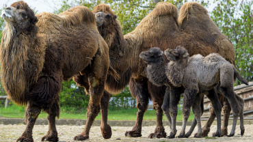 Zoo Praha, velbloud