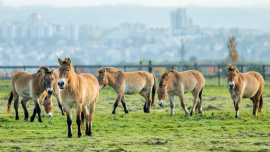 Zoo Praha, kůň Převalského
