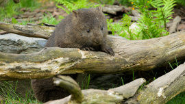 ZOO Praha
