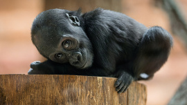 Zoo Praha, Gorila Mobi