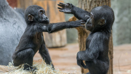 Zoo Praha, gorila