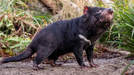Zoo Praha, tasmánský čert