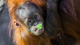 Zoo Praha, orangutan