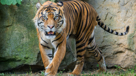 Zoo Praha, tygr sumaterský