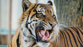 Zoo Praha, tygr sumaterský