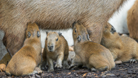 Zoo Praha, Kapybary