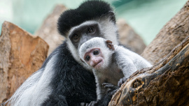 Zoo Praha, gueréza pláštíková