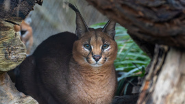 Zoo Praha, karakal