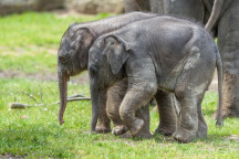 Zoo Praha, slon