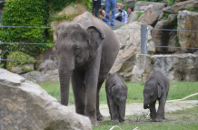 Zoo Praha, slon