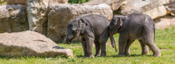 Zoo Praha, slon