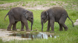 Zoo Praha, slon