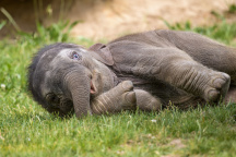 Zoo Praha, slon