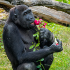 Zoo Praha, slon