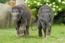 Zoo Praha, slon