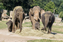 Zoo Praha, slon